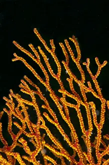 Borneo Prints: Picture No. 11675185