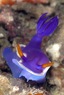 Nudibranches Collection: Picture No. 11675186