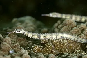 Borneo Prints: Picture No. 11675189