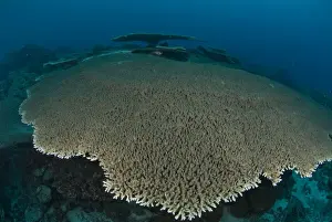 Acropora Prints: Picture No. 11675207