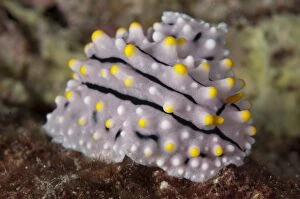 Nudibranches Collection: Picture No. 11675209