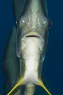 Longfin Prints: Picture No. 11675214
