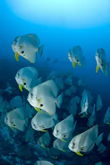 Longfin Prints: Picture No. 11675225
