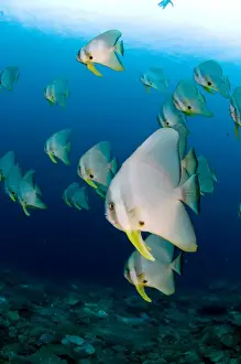 Longfin Prints: Picture No. 11675226