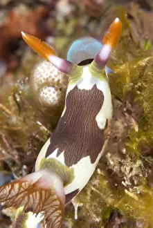 Rhinophore Prints: Picture No. 11675360
