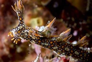 Nudibranches Collection: Picture No. 11675367