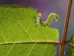 Caterpillars Prints: Picture No. 11675406