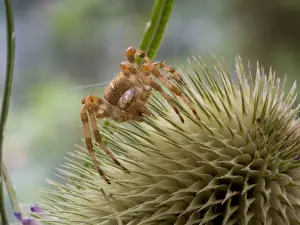 Araneus Prints: Picture No. 11675412