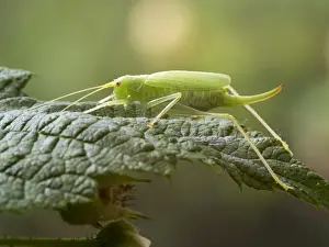 Crickets Prints: Picture No. 11675415