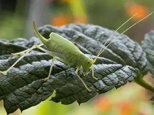 Crickets Prints: Picture No. 11675417