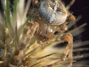 Araneus Prints: Picture No. 11675423