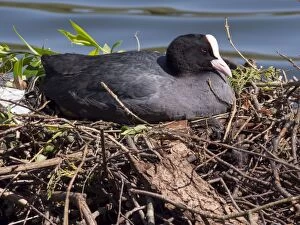 Coot Collection: Picture No. 11675431