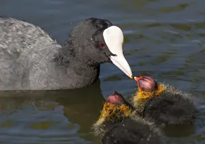 Coots Prints: Picture No. 11675433