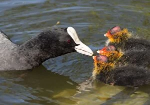 Coot Collection: Picture No. 11675434
