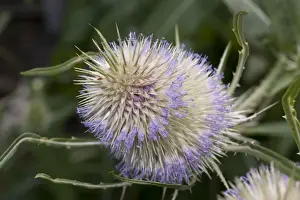 Picture No. 11675439