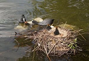 Coot Collection: Picture No. 11675446