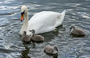 Cygnus Prints: Picture No. 11675448