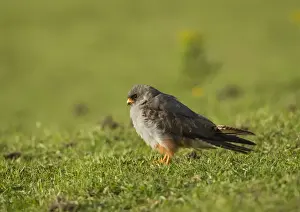 Falco Prints: Picture No. 11675650