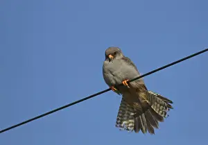 Falco Prints: Picture No. 11675654