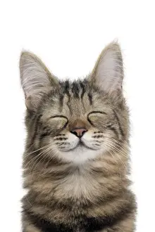 Smile Prints: Picture No. 11675676