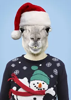 Llamas Prints: Picture No. 11675684