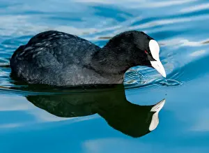 Coots Prints: Picture No. 11675708