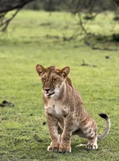 Juvenile Prints: Picture No. 11675721