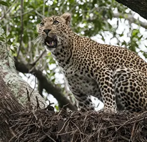 Panthera Prints: Picture No. 11675730