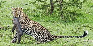 Pardus Prints: Picture No. 11675731