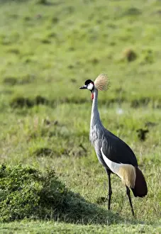 Cranes Prints: Picture No. 11675740