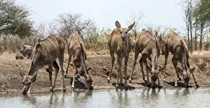 Kudus Prints: Picture No. 11675742