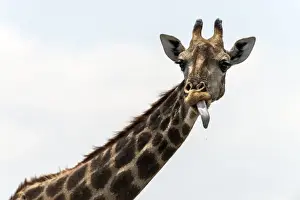 Camelopardalis Prints: Picture No. 11675755