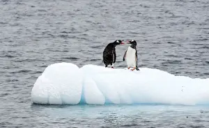 Floes Prints: Picture No. 11675758