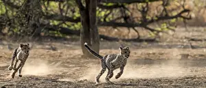 Malilangwe Prints: Picture No. 11675759