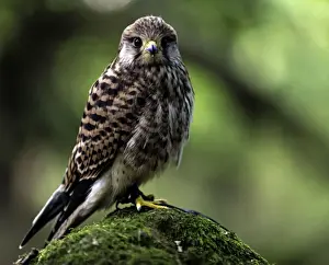 Juvenile Prints: Picture No. 11675832