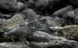 Herons Prints: Picture No. 11675833