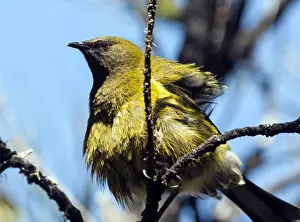 Bellbirds Prints: Picture No. 11675835