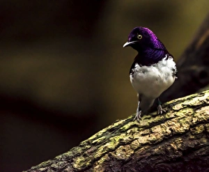 Starlings Collection: Picture No. 11675839