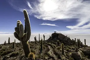 Cacti Prints: Picture No. 11675870