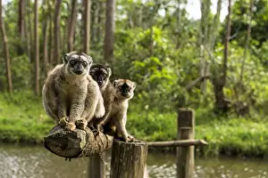 Lemur Prints: Picture No. 11675876