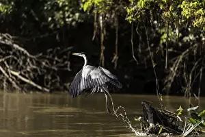Herons Prints: Picture No. 11675877