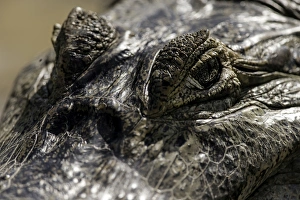 Caimans Collection: Picture No. 11675885