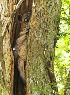 Lemur Prints: Picture No. 11675894