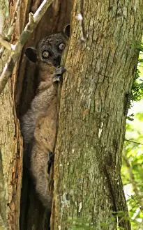 Lemur Prints: Picture No. 11675895