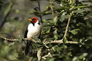 Cardinal Prints: Picture No. 11675896