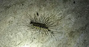 Malaysia Prints: Picture No. 11675914