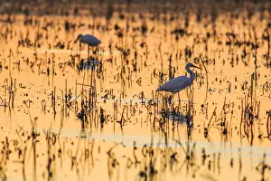 Egretta Prints: Picture No. 11676015
