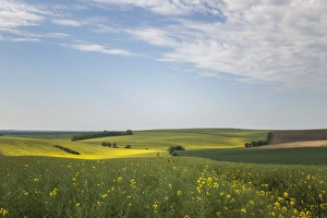 Images Dated 2015 May: 19 May 2015 Collection
