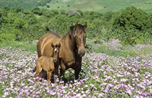 Foals Prints: Picture No. 11676034