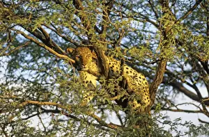 Camelthorn Prints: Picture No. 11676045